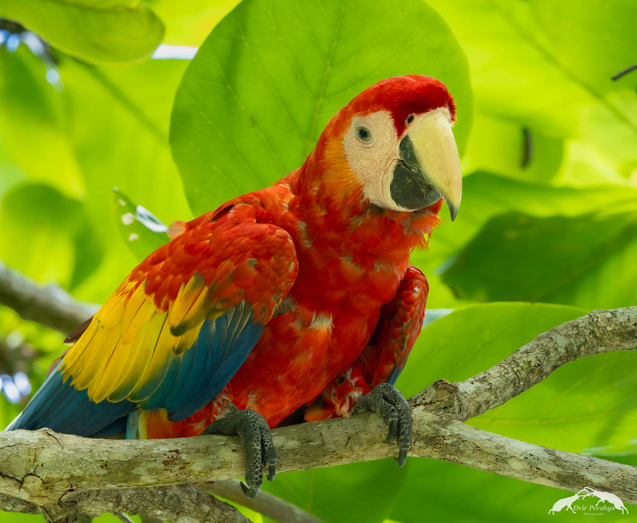 Scarlet Macaw, Uvita